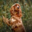 Spinnel, Cocker Spaniel