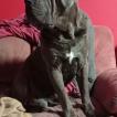 Ulk, Cane Corso