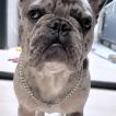 Charly, Bouledogue francese