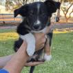 Clyde, Border Collie