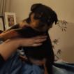 Taura, Rottweiler