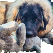 Uruk-haï, Leonberger