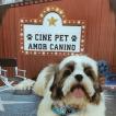 Jimi, Shih Tzu