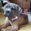 Vandamme, Cane Corso