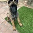 Kai, Pastor Belga Malinois
