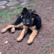 Juliana, Perro Pastor Alemán