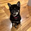 Dobby, Shiba Inu Japonés