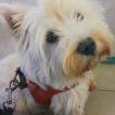 Jiana, West highland white terrier