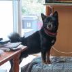 Simcoe, Shiba