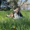 Hannah, Sheltie (Shetland Sheepdog)