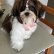 Luna, Shih Tzu
