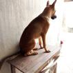 Doggydog, Pastor Belga Malinois