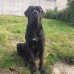 Zeus, Cane Corso