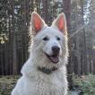 Zuko, White swiss Shepherd Dog