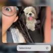 Herrera Chinchilla, Shih Tzu
