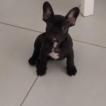 FOURS LOVE, OLIVER, French bulldog