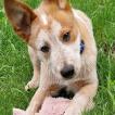 Lapo, Australian Cattle Dog