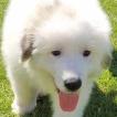 Zelda, Pyrenean Mountain Dog