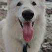 Bella, White swiss Shepherd Dog