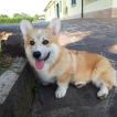 Renton, Welsh Corgi (Pembroke)