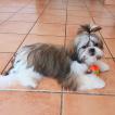 Luka Mahler, ShihTzu