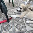 Bazán, Spanish Mastiff