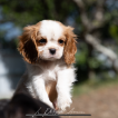 Haapiti, Cavalier King Charles