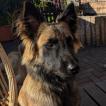 Veron, Belgian Tervuren