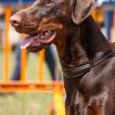 Echo, Dobermann