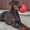 Alice, Dobermann