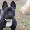 Tiziano, Bouledogue francese