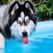 Wicky, Alaskan Malamute