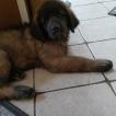 Vanko, Leonberger