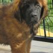 vicomte, Leonberger