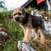 Chuck, Border Terrier