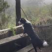 BENNY, Border Collie