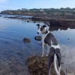 Pit, Whippet