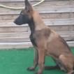 VOTHAN, Berger Malinois