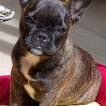 Tutty, French bulldog