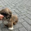 Toddy Silva Medeiros, Shih Tzu