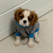 Theodoro, Cavalier King Charles spaniel