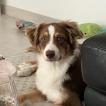 Naya, Australian Shepherd