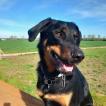 AUREIO, Beauceron