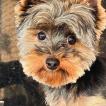 Frederico Milk, Yorkshire Terrier