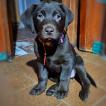 Rubí, Labrador Retriever