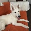 Freya, White swiss Shepherd Dog