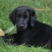 Ethan, Flat-Coated Retriever