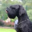 XARO, Giant Schnauzer