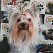 Kyara, Yorkshire Terrier