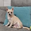 Horus, Chihuahua